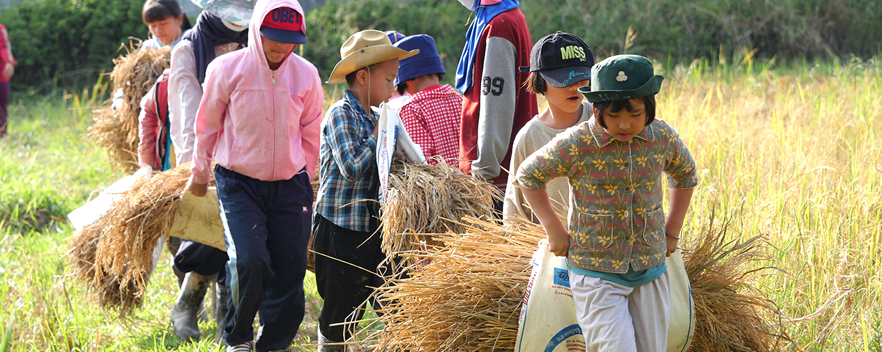 Paddy Fields