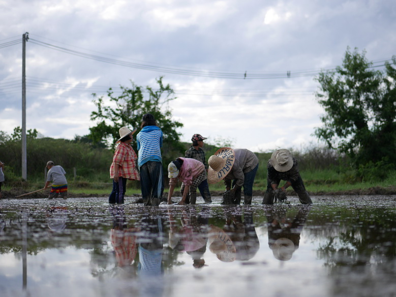 Paddy Fields